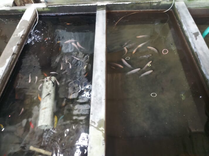Many species of ornamental fish can be reared in fairly basic, domestic conditions