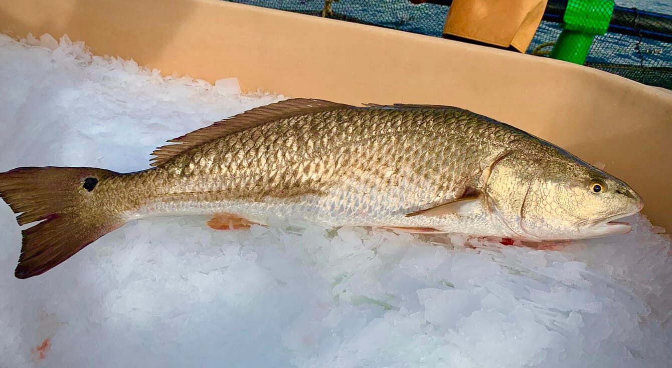 A red drum on ice.