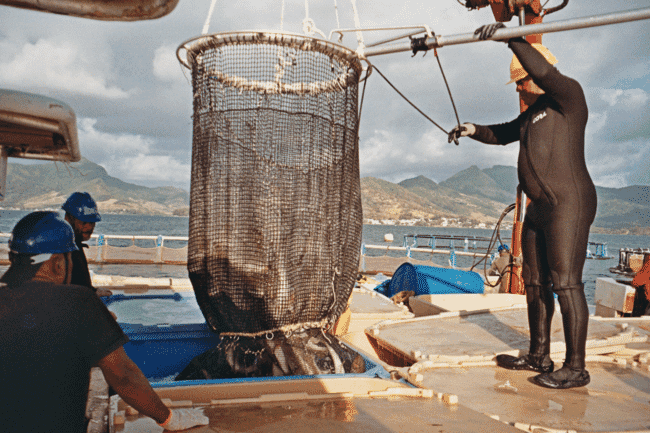 A group of workers harvesting red drum.
