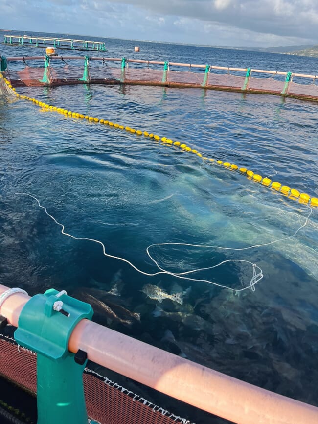 A fish farm harvesting red drum in turquoise waters.