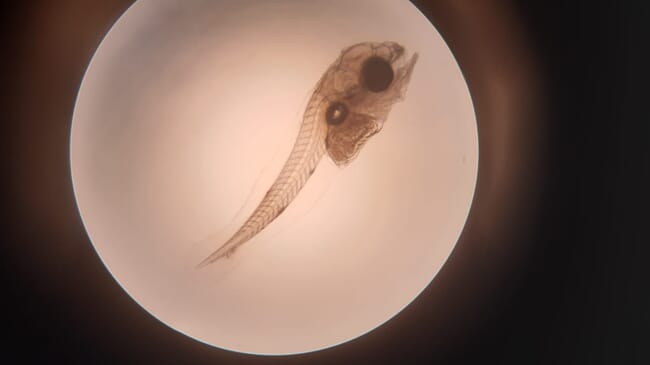 A photo of red drum aquaculture fish larve under a microscope.