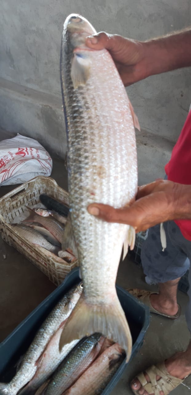 Egypt is the largest mullet producer in the world