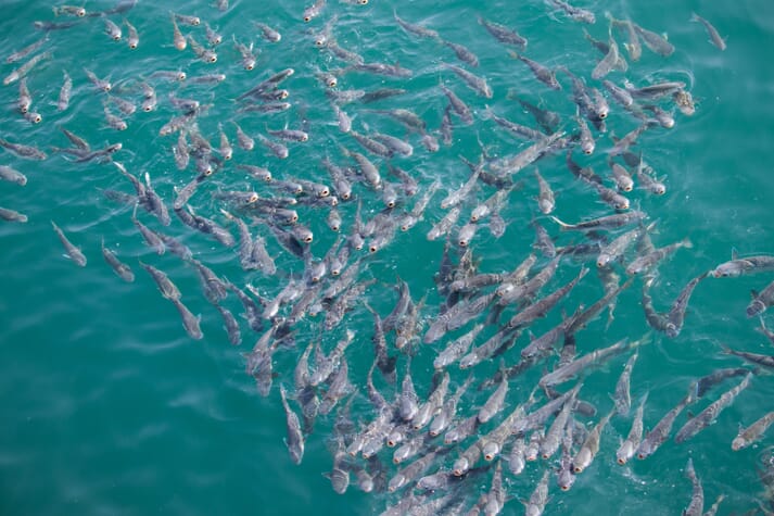 Around 130,000 tonnes of grey mullet are farmed annually