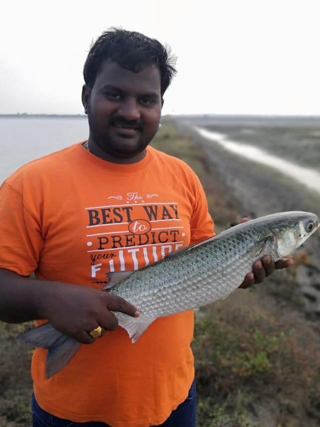 fresh mullet fish near me