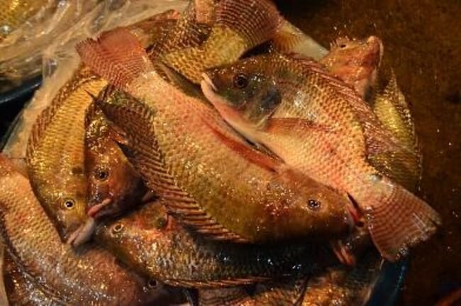 [Commentary] Tilapia: How an invasive fish came to dominate our ecology,  food and psyche