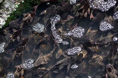 Popularly kept as aquarium scavengers, sailfin janitor fish (Pterygoplichtys pardalis) have proven highly-adaptable to tropical waterways. Here, over a hundred juveniles are shown gathering beside a canal discharge pipe in the Philippines. Though edible, the fish have armoured bodies, making them difficult to prepare