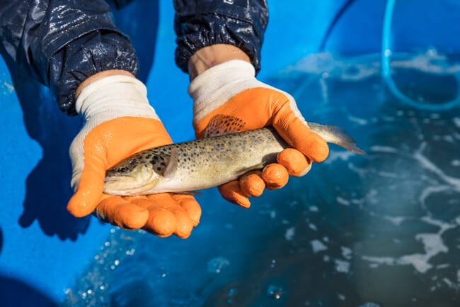 A Caspian salmon.