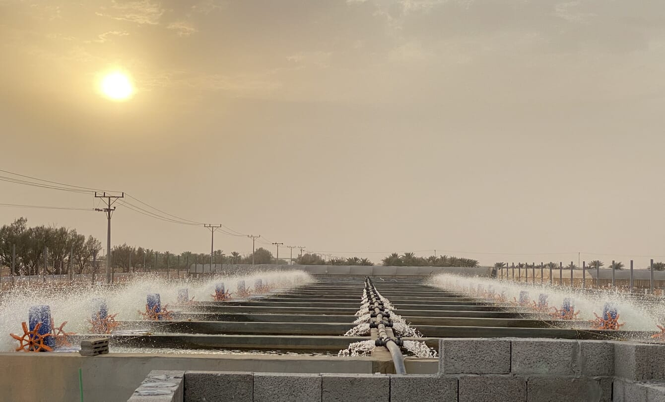 Tilapia grow-out tanks at Lana Fish Company.