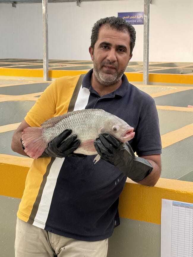 Ibrahim Al-Madbouly holding a tilapia.