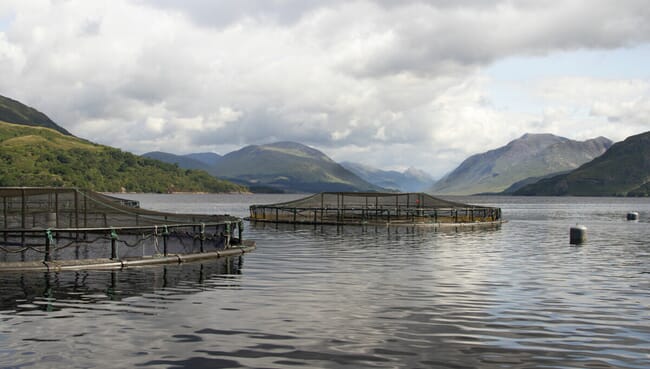 Loch Etive salmon farm.