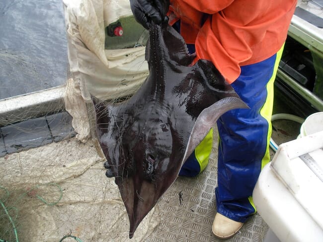 Man holding Maugean skate.