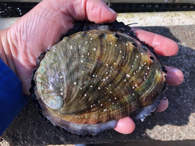 An abalone.