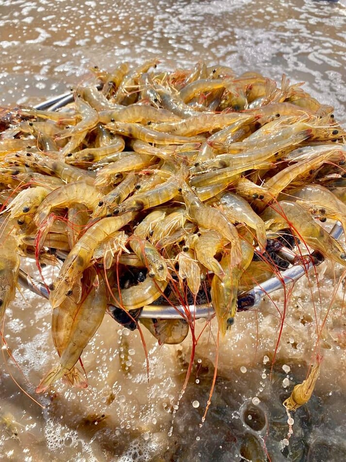 shrimp removed from water