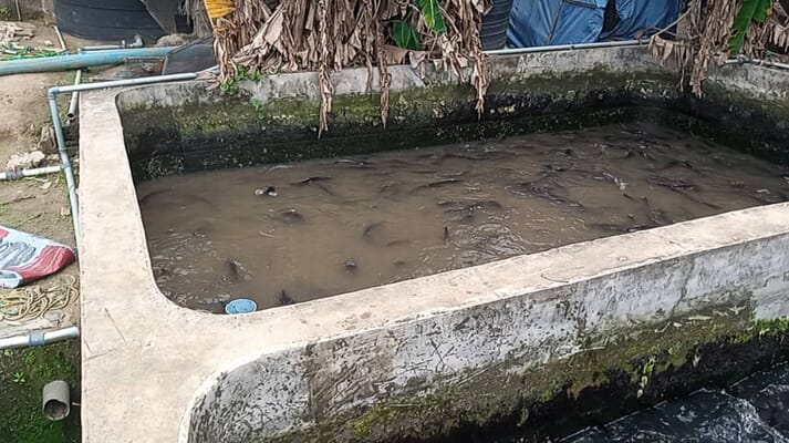 Concrete catfish ponds