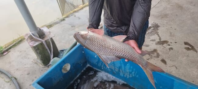 person holding a farmed carp