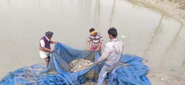 Three men harvesting fish from a pond