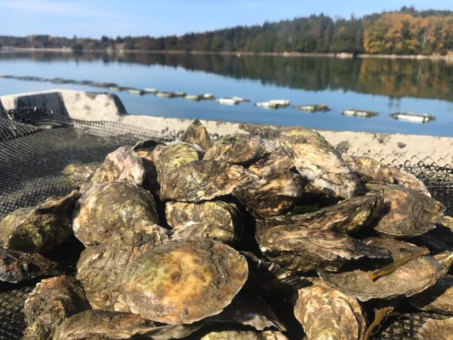 farmed oysters in a basket