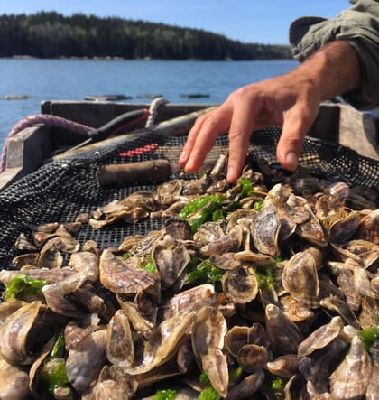 farmed oysters
