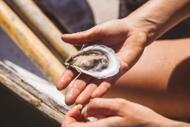 person holding a shucked oyster