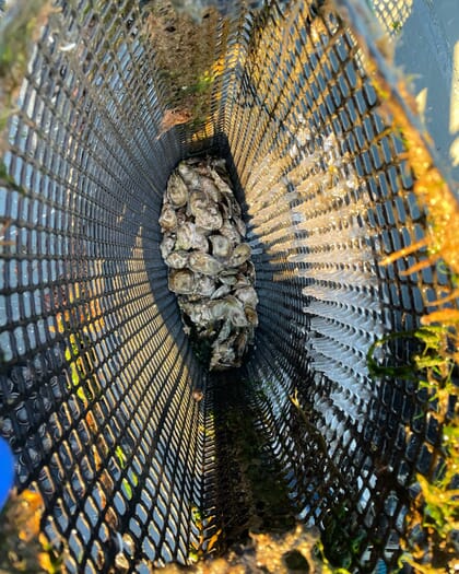 view inside an oyster basket