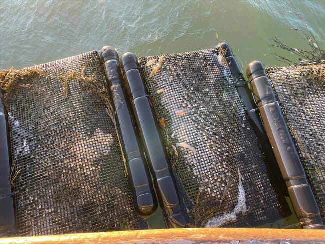 home made oyster baskets