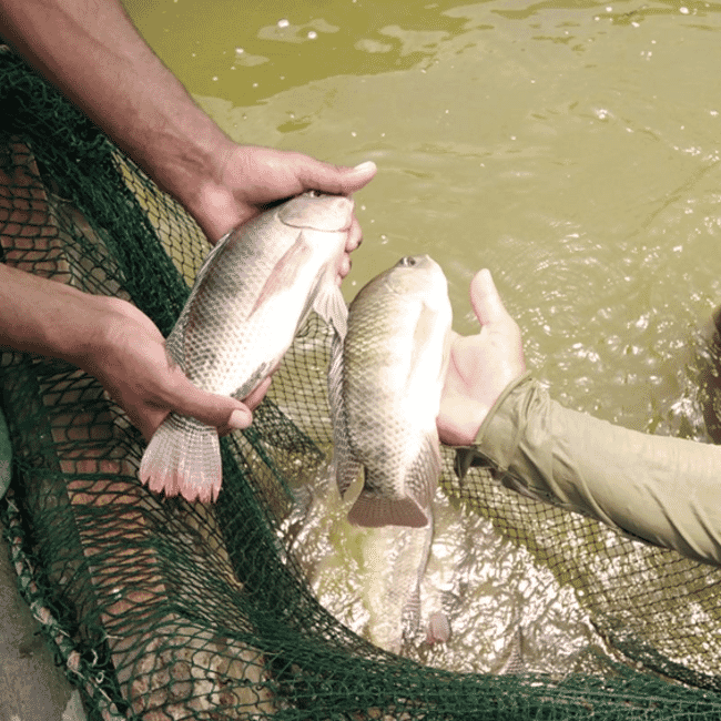 Juvenile Nile tilapia