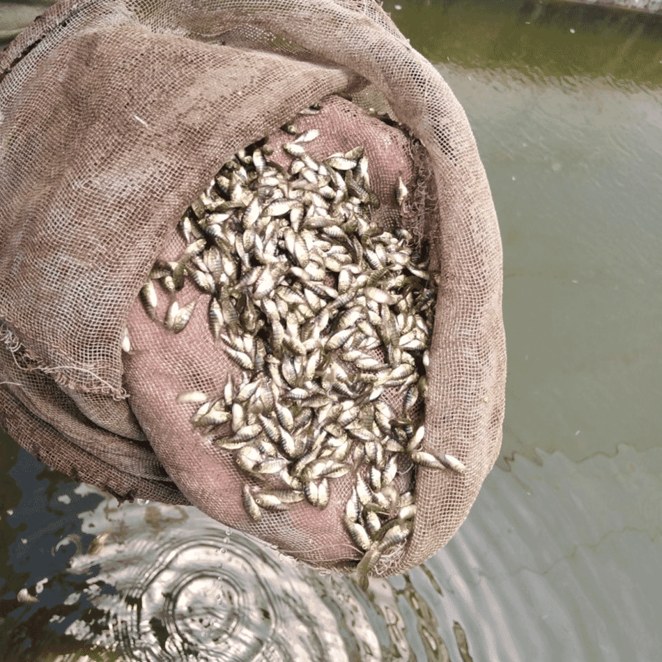 Egypt's tilapia hatchery pioneer The Fish Site