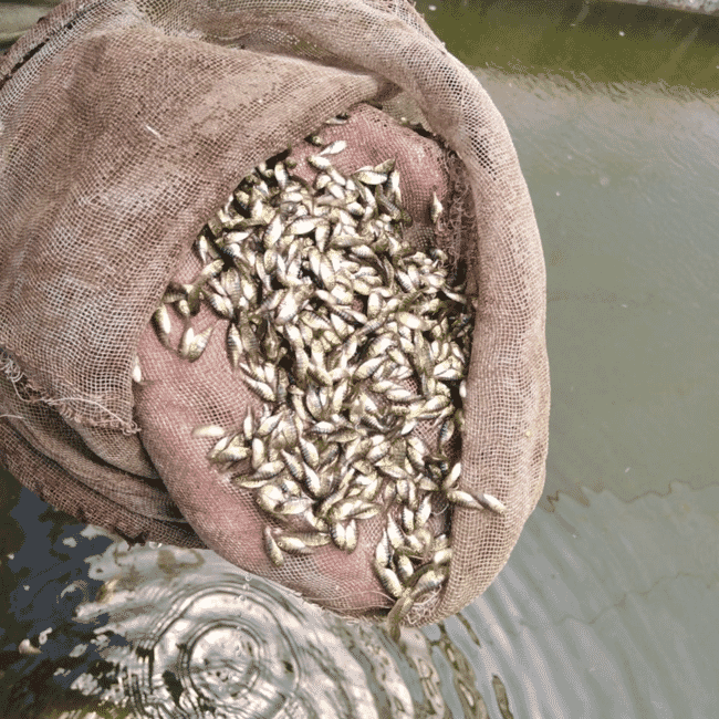 Tilapia fry