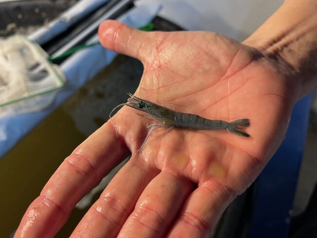 person holding a juvenile shrimp