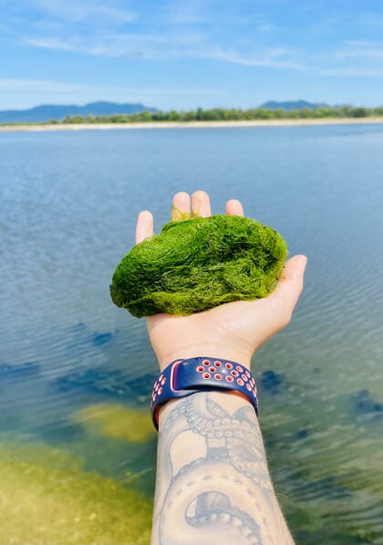 cladophora macroalgae