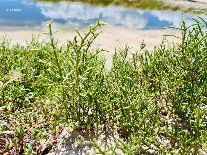 Sarcocornia plant