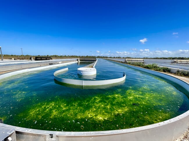 A tank-based seaweed farm.