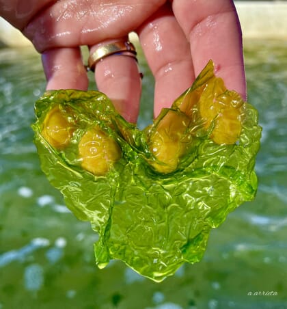 a sample of Ulva seaweed