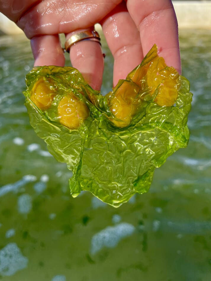 person holding a piece of seaweed