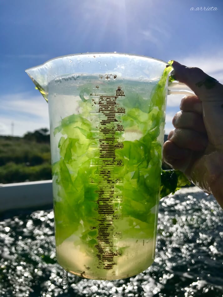 person holding seaweed in a measuring cup