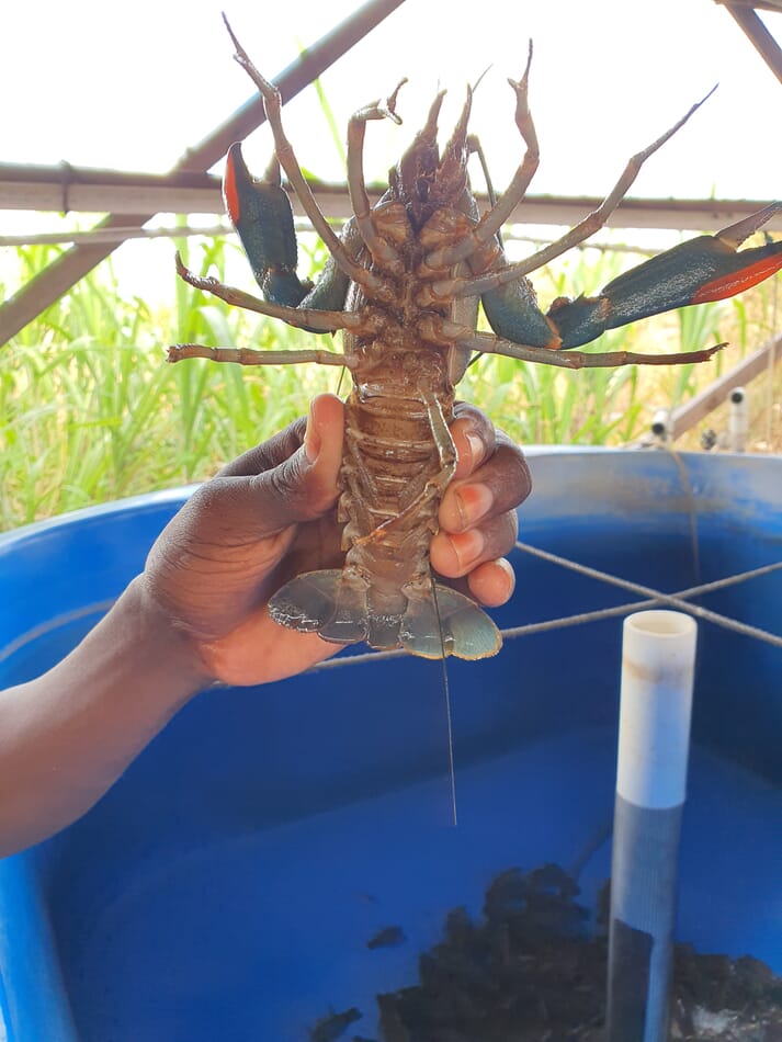 Person holding a redclaw crayfish over a blue container