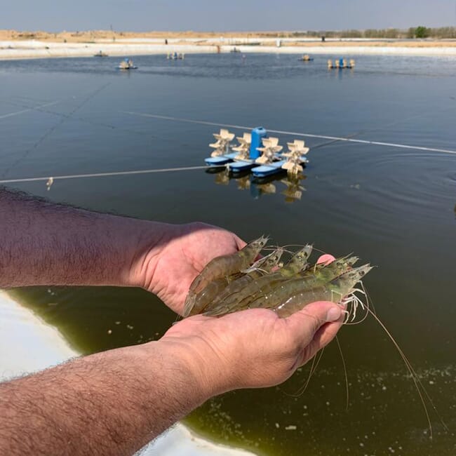 Person holding shrimp