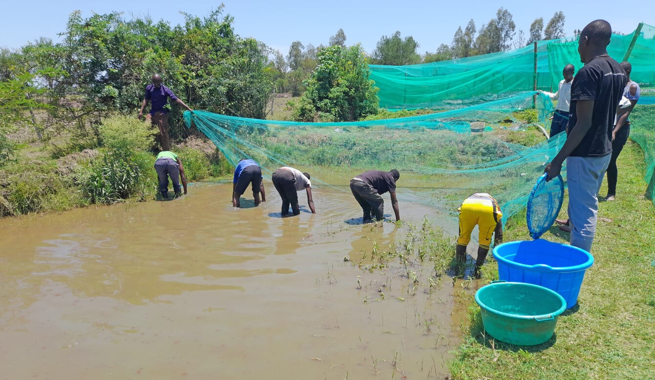 Harvesting fish from a pond