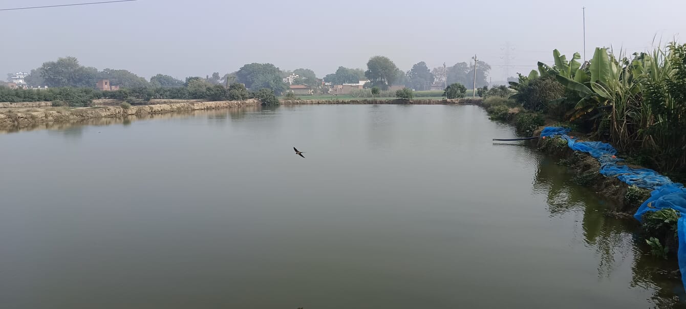 Lago de peixes