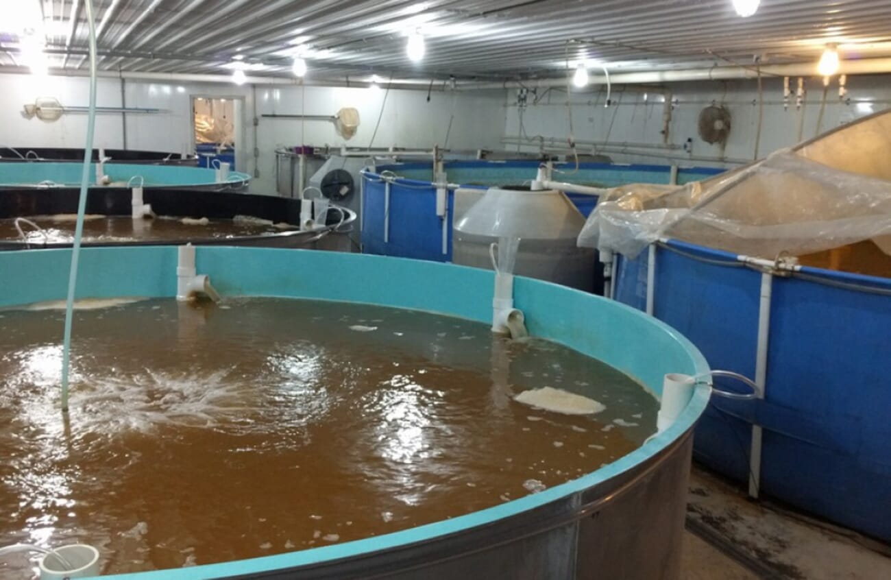 How Karlanea Brown became a pioneering indoor shrimp producer in the US ...