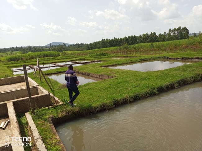 man walking through earthen ponds