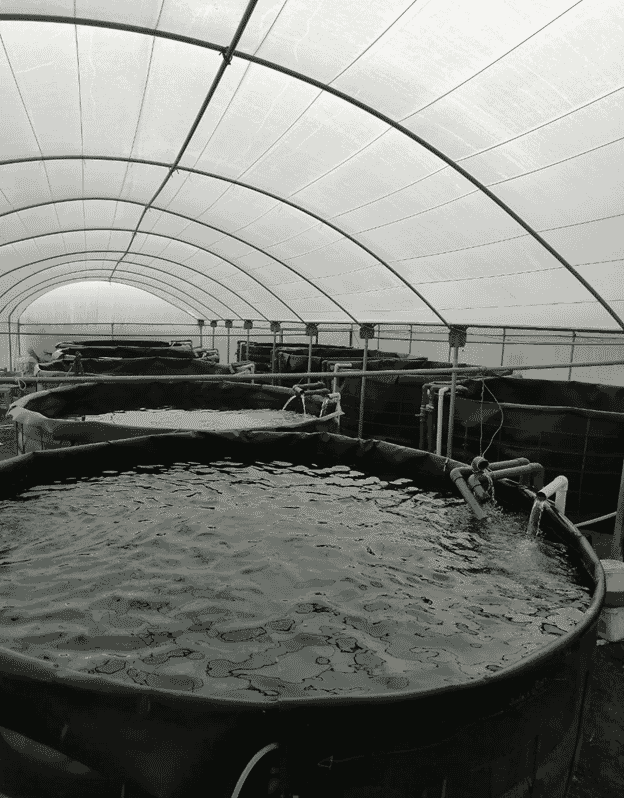 indoor recirculating aquaculture facility