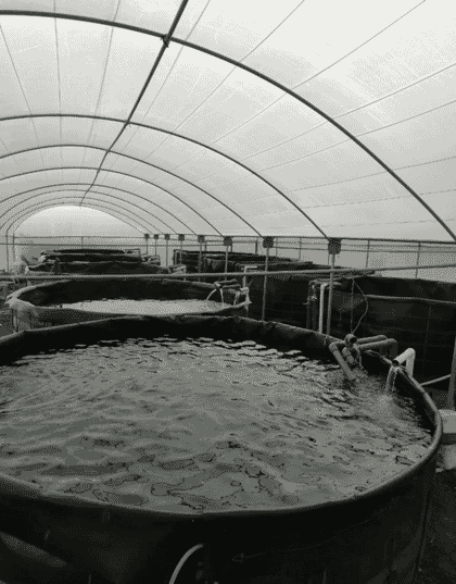 indoor recirculating aquaculture facility