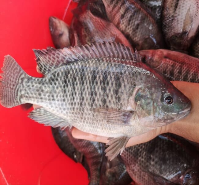 person holding a tilapia