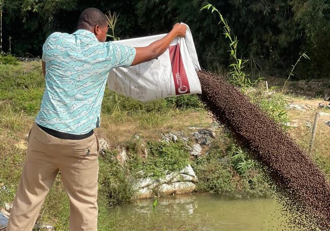Man pouring feed into a pond
