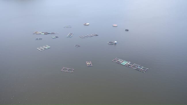 Aerial view of a tilapia farm