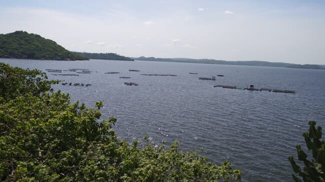 A fish farm on Lake Victoria