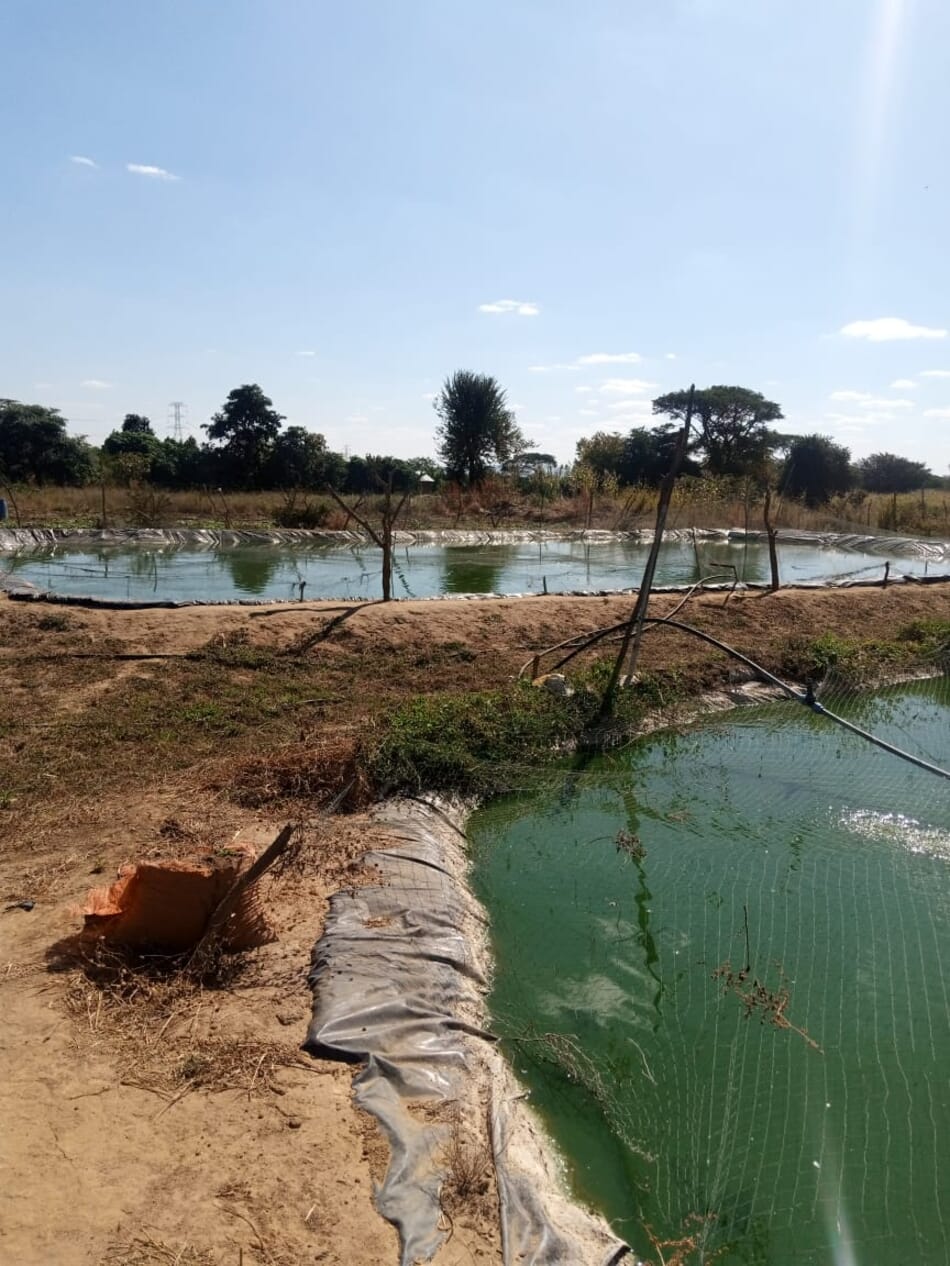 The quest to become one of Zambia’s top tilapia producers | The Fish Site