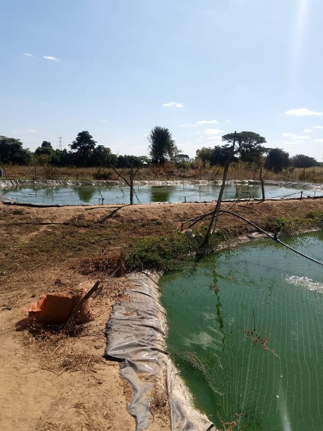 Tilapia ponds