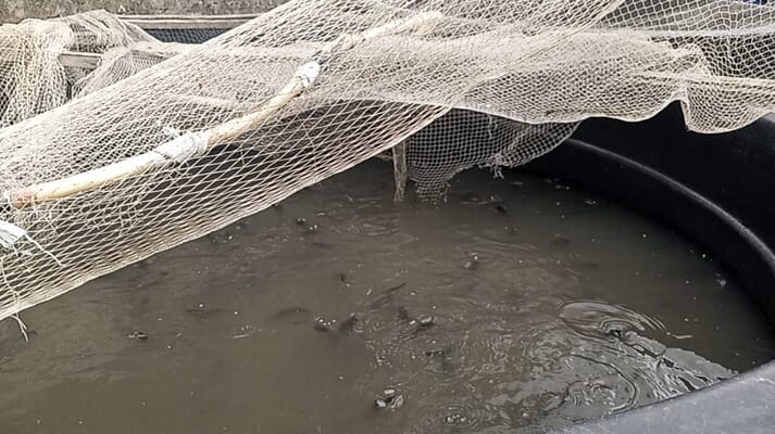 Catfish in a water tank covered with a white net